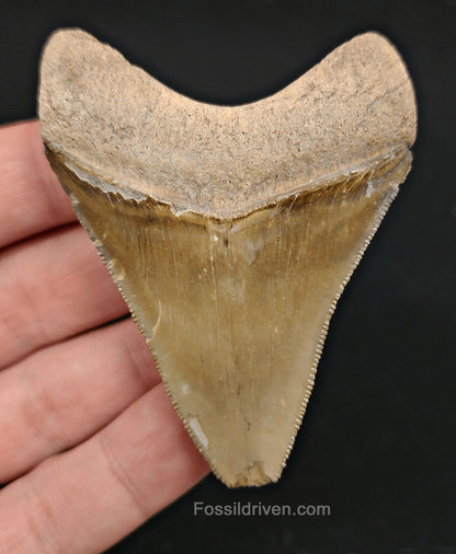 Rare Coloration, 2.73" Fossil Megalodon Tooth - Bone Valley, Florida - Fossil Driven