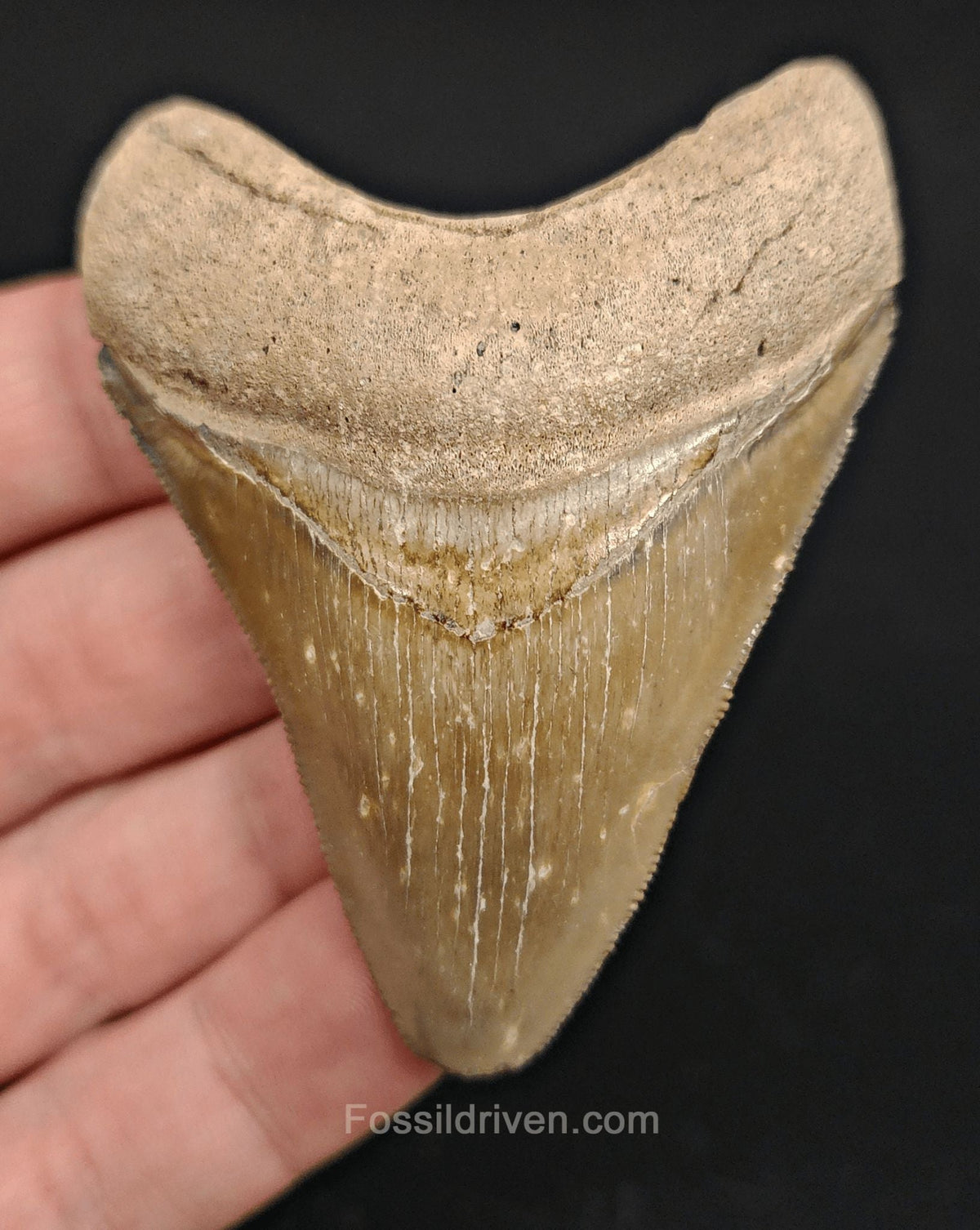 Rare Coloration, 2.73" Fossil Megalodon Tooth - Bone Valley, Florida - Fossil Driven