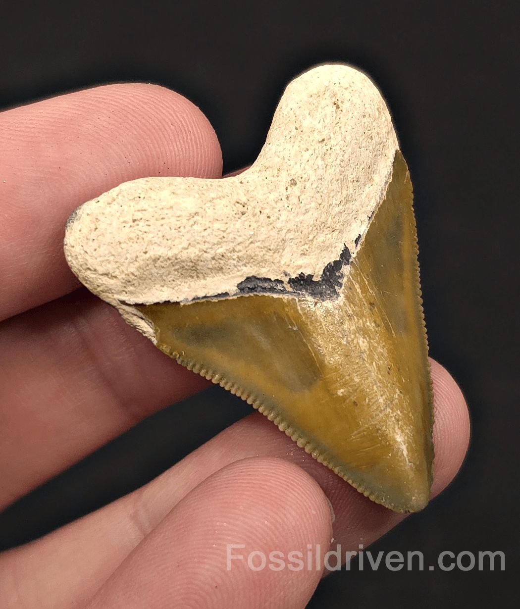 Rare Colored Hubbell, 1.72" Fossil Megalodon Tooth - Bone Valley, Florida - Fossil Driven
