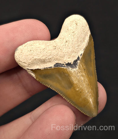 Rare Colored Hubbell, 1.72" Fossil Megalodon Tooth - Bone Valley, Florida - Fossil Driven