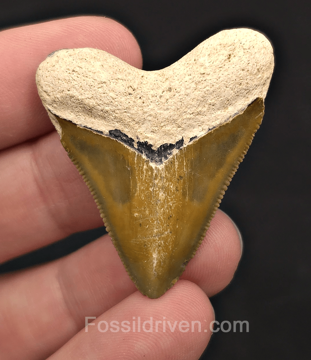 Rare Colored Hubbell, 1.72" Megalodon Tooth - Bone Valley, Florida - Fossil Driven