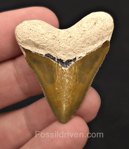 Rare Colored Hubbell, 1.72" Megalodon Tooth - Bone Valley, Florida - Fossil Driven