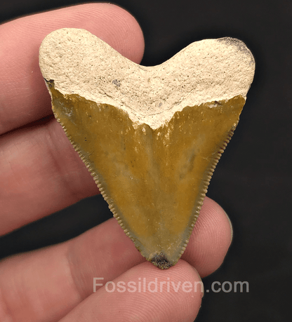 Rare Colored Hubbell, 1.72" Megalodon Tooth - Bone Valley, Florida - Fossil Driven