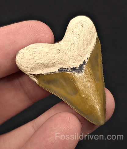 Rare Colored Hubbell, 1.72" Megalodon Tooth - Bone Valley, Florida - Fossil Driven