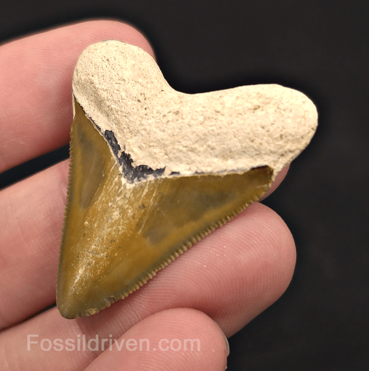Rare Colored Hubbell, 1.72" Megalodon Tooth - Bone Valley, Florida - Fossil Driven