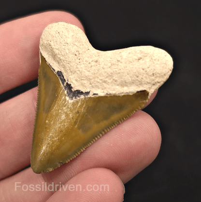Rare Colored Hubbell, 1.72" Megalodon Tooth - Bone Valley, Florida - Fossil Driven