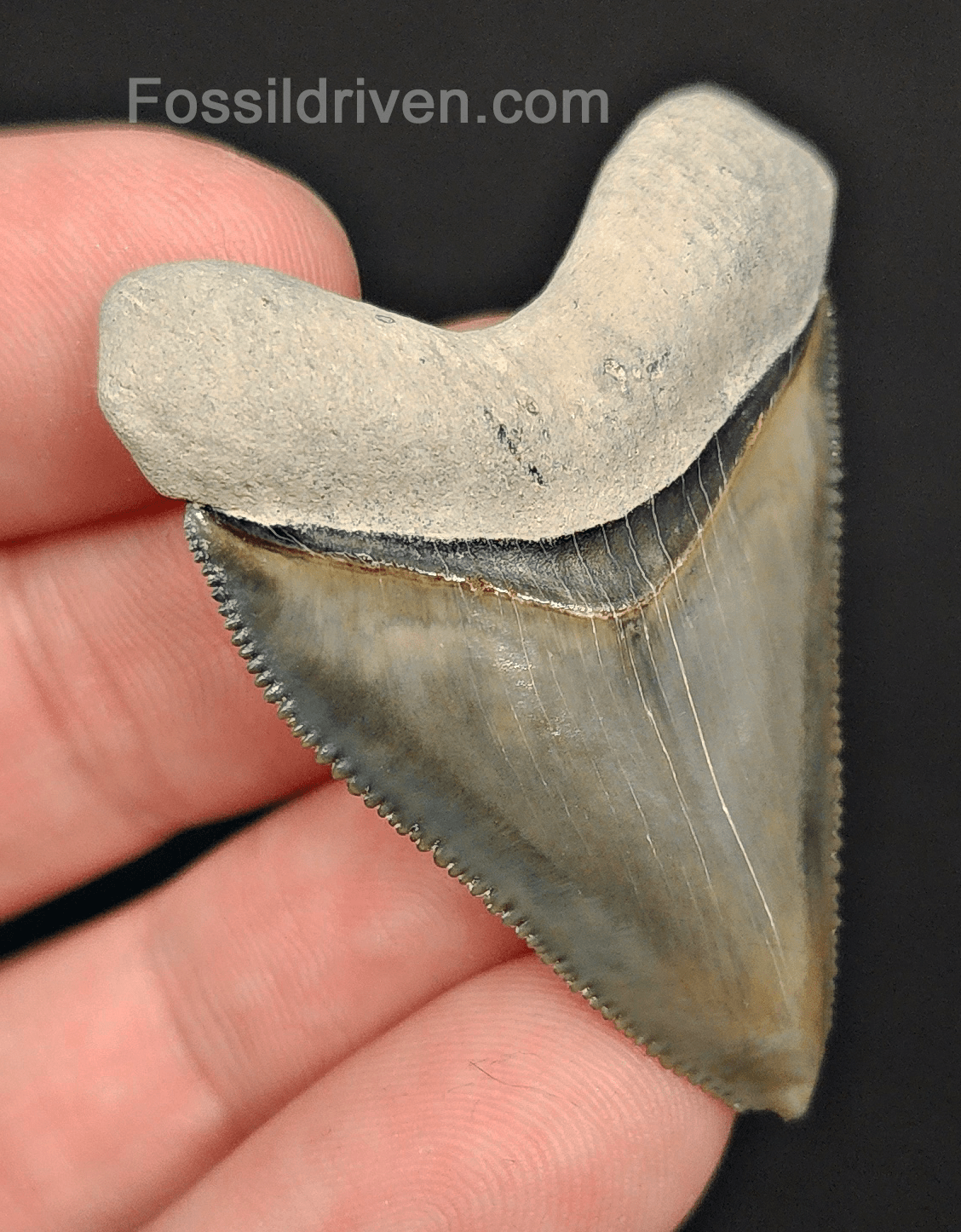 RARE Hubbell 1.79" Megalodon Tooth - Bone Valley - Real Fossil Shark Tooth - Fossil Driven