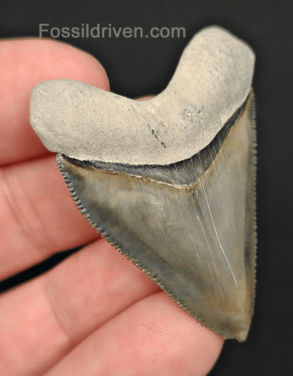 RARE Hubbell 1.79" Megalodon Tooth - Bone Valley - Real Fossil Shark Tooth - Fossil Driven