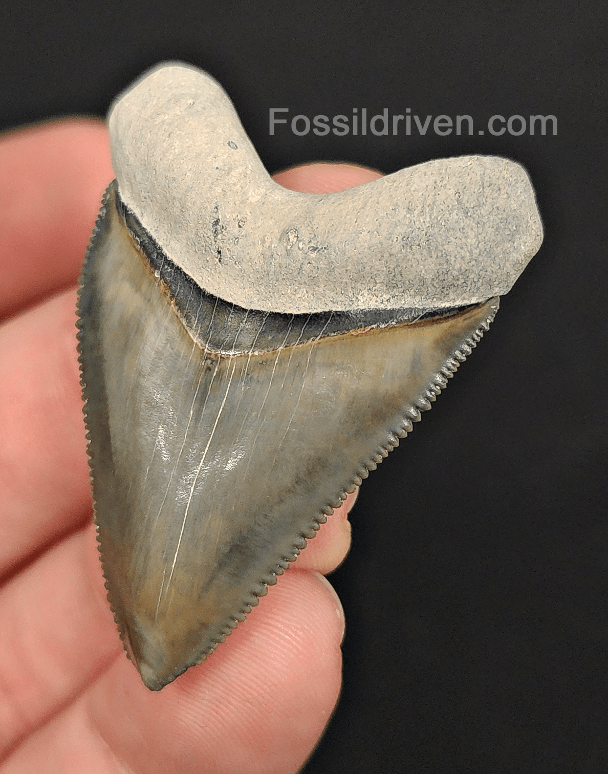 RARE Hubbell 1.79" Megalodon Tooth - Bone Valley - Real Fossil Shark Tooth - Fossil Driven