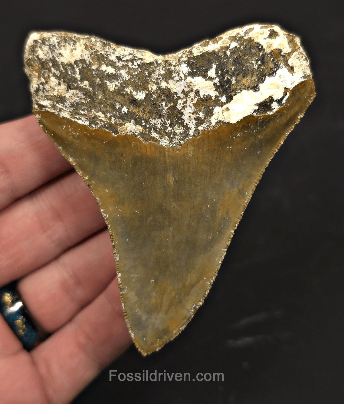 Rare Location, 3.53" Fossil Megalodon Tooth - Patnanungan, Quezon, Philippines - Fossil Driven