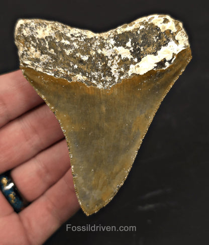 Rare Location, 3.53" Fossil Megalodon Tooth - Patnanungan, Quezon, Philippines - Fossil Driven