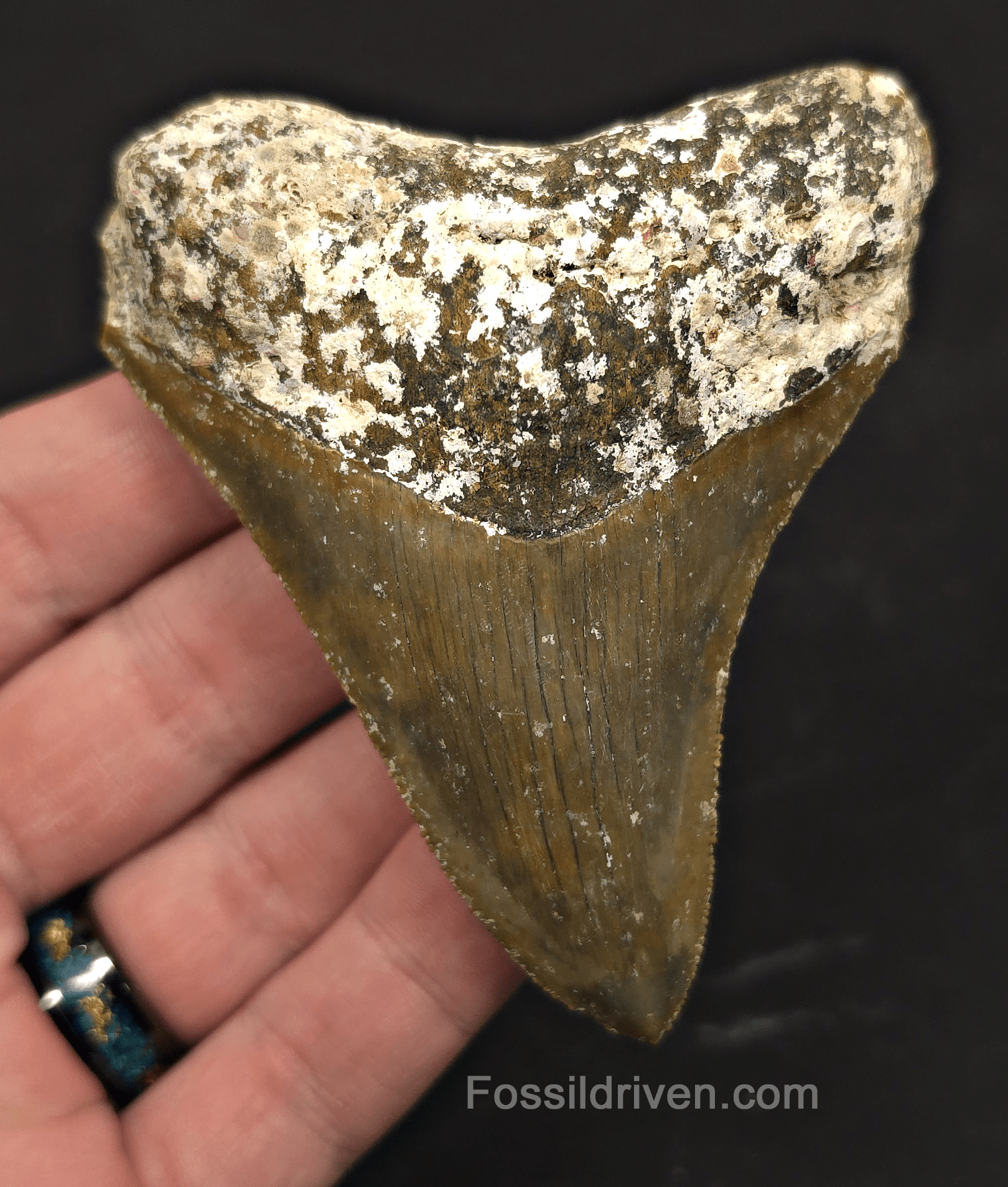 Rare Location, 3.53" Megalodon Tooth - Patnanungan, Quezon, Philippines - Fossil Driven