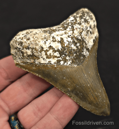 Rare Location, 3.53" Megalodon Tooth - Patnanungan, Quezon, Philippines - Fossil Driven