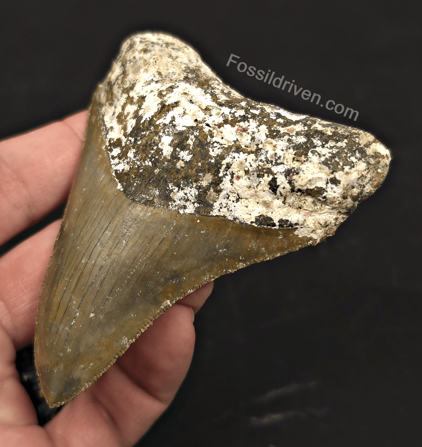 Rare Location, 3.53" Megalodon Tooth - Patnanungan, Quezon, Philippines - Fossil Driven