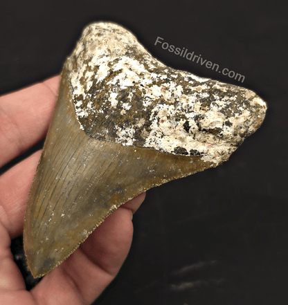 Rare Location, 3.53" Megalodon Tooth - Patnanungan, Quezon, Philippines - Fossil Driven