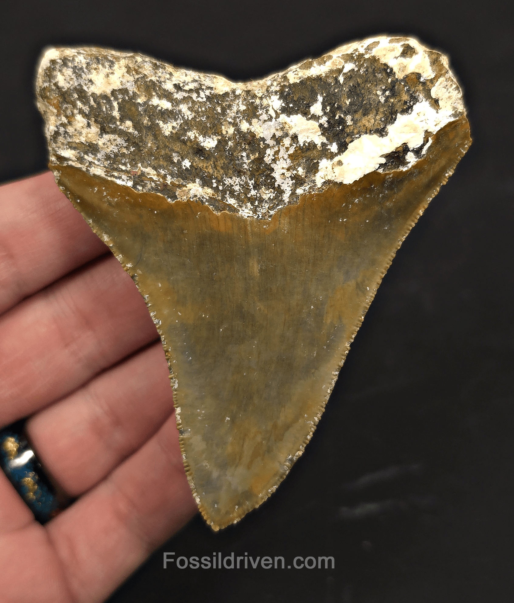 Rare Location, 3.53" Megalodon Tooth - Patnanungan, Quezon, Philippines - Fossil Driven