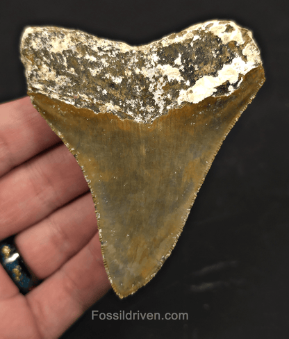 Rare Location, 3.53" Megalodon Tooth - Patnanungan, Quezon, Philippines - Fossil Driven