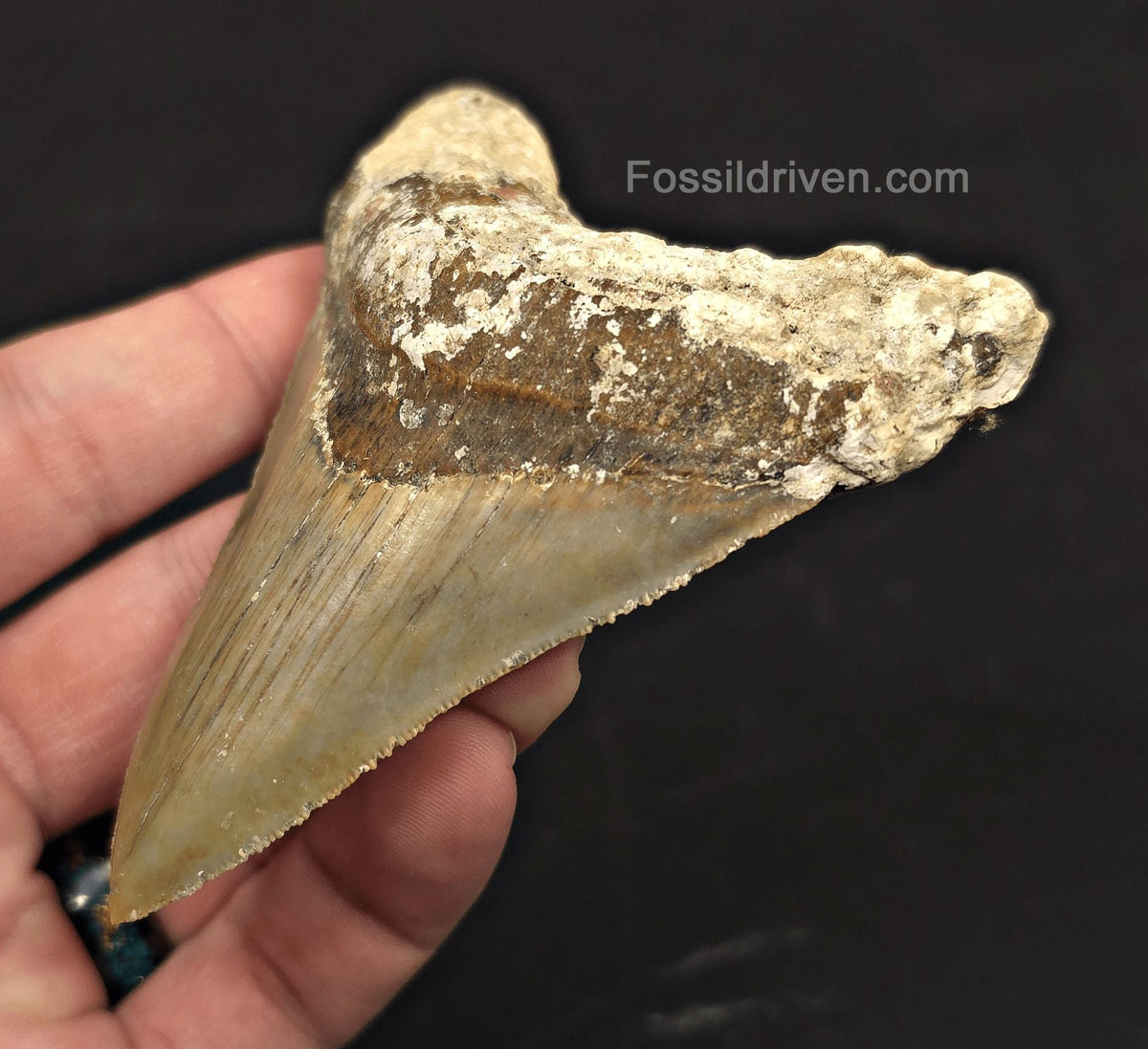 Rare Location, 3.66" Fossil Megalodon Tooth - Patnanungan, Quezon, Philippines - Fossil Driven