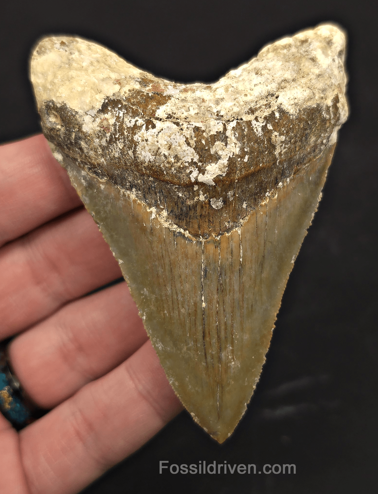 Rare Location, 3.66" Megalodon Tooth - Patnanungan, Quezon, Philippines - Fossil Driven