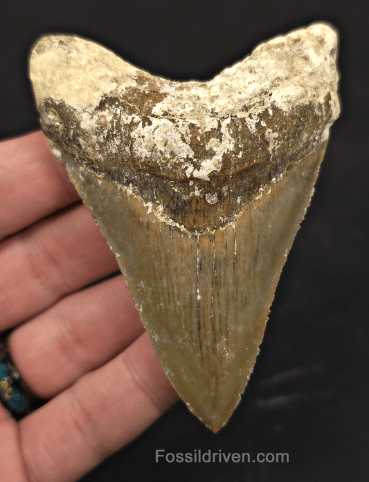 Rare Location, 3.66" Megalodon Tooth - Patnanungan, Quezon, Philippines - Fossil Driven