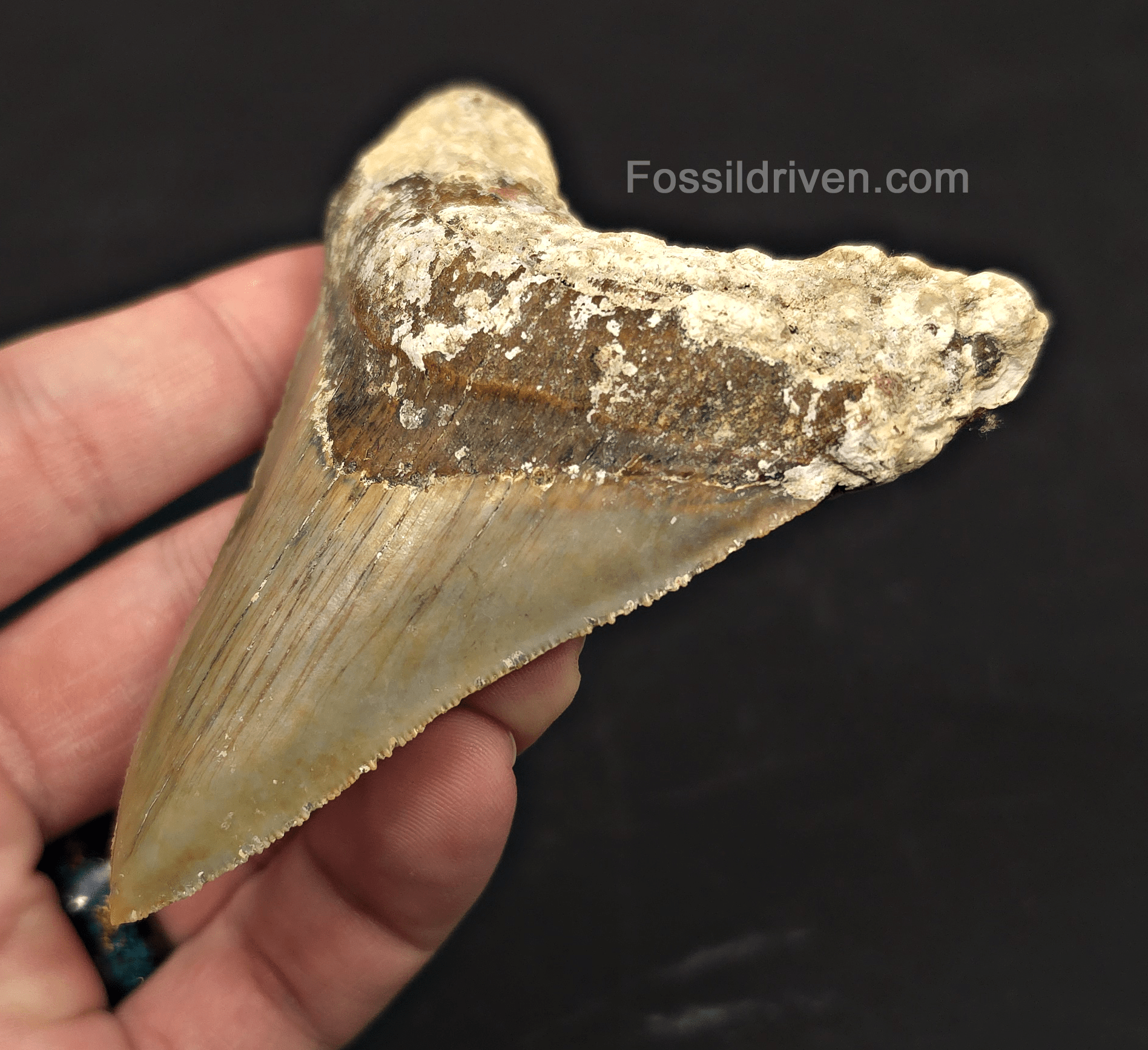Rare Location, 3.66" Megalodon Tooth - Patnanungan, Quezon, Philippines - Fossil Driven