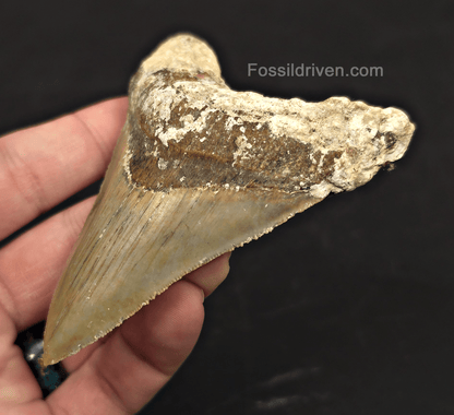 Rare Location, 3.66" Megalodon Tooth - Patnanungan, Quezon, Philippines - Fossil Driven