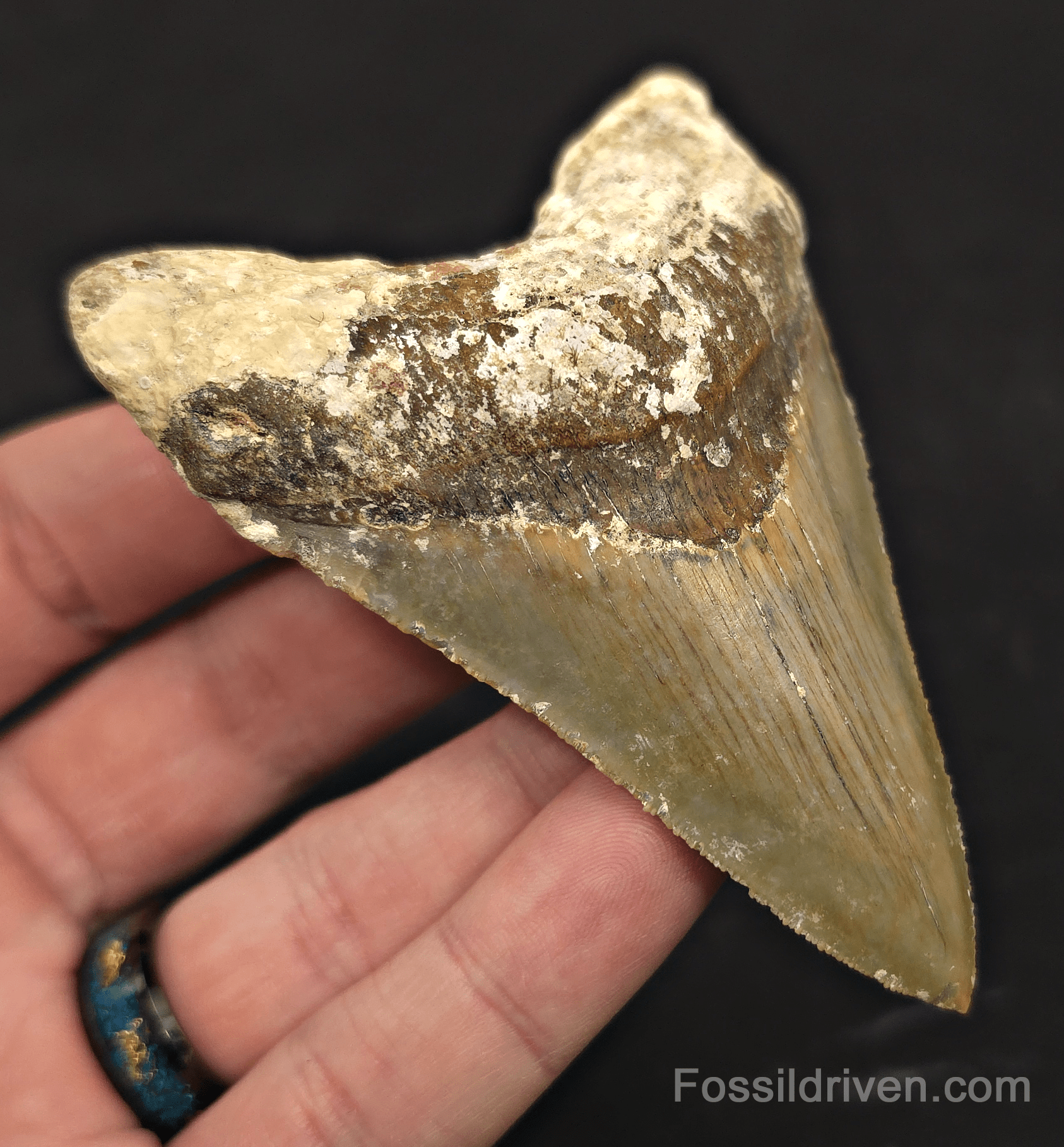 Rare Location, 3.66" Megalodon Tooth - Patnanungan, Quezon, Philippines - Fossil Driven