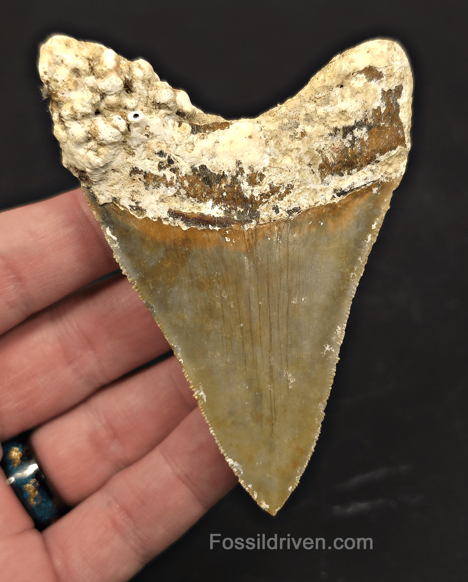 Rare Location, 3.66" Megalodon Tooth - Patnanungan, Quezon, Philippines - Fossil Driven