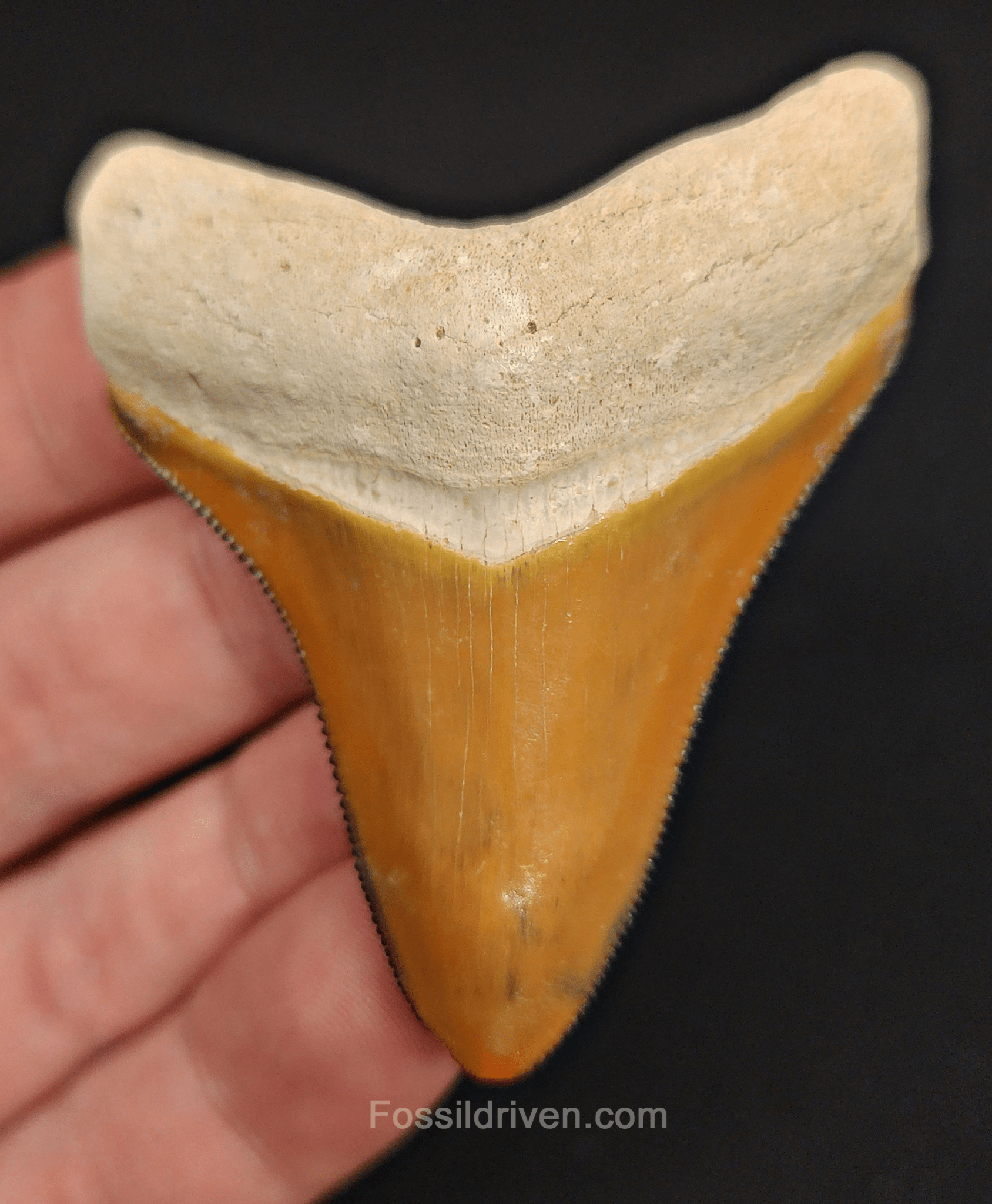 RARE Orange Color 2.50" Megalodon Tooth - Bone Valley - Real Fossil Shark Tooth - Fossil Driven