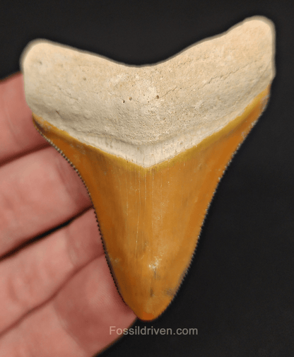 RARE Orange Color 2.50" Megalodon Tooth - Bone Valley - Real Fossil Shark Tooth - Fossil Driven