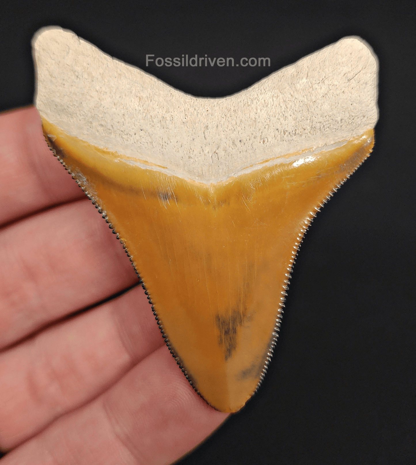 RARE Orange Color 2.50" Megalodon Tooth - Bone Valley - Real Fossil Shark Tooth - Fossil Driven
