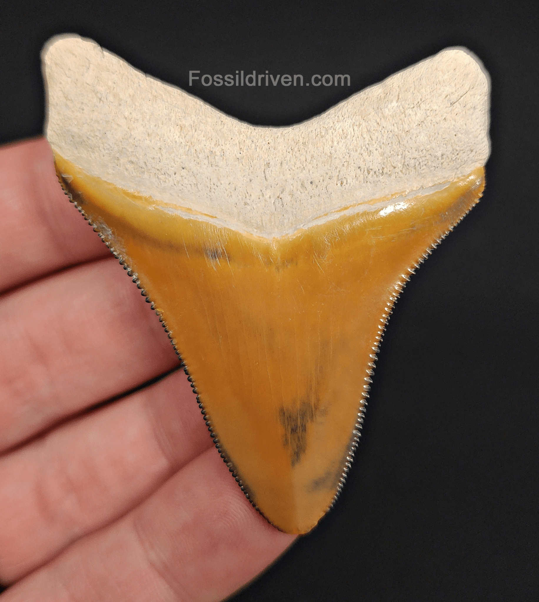 RARE Orange Color 2.50" Megalodon Tooth - Bone Valley - Real Fossil Shark Tooth - Fossil Driven