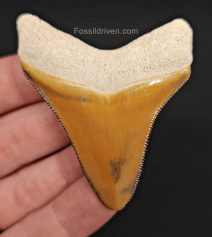 RARE Orange Color 2.50" Megalodon Tooth - Bone Valley - Real Fossil Shark Tooth - Fossil Driven