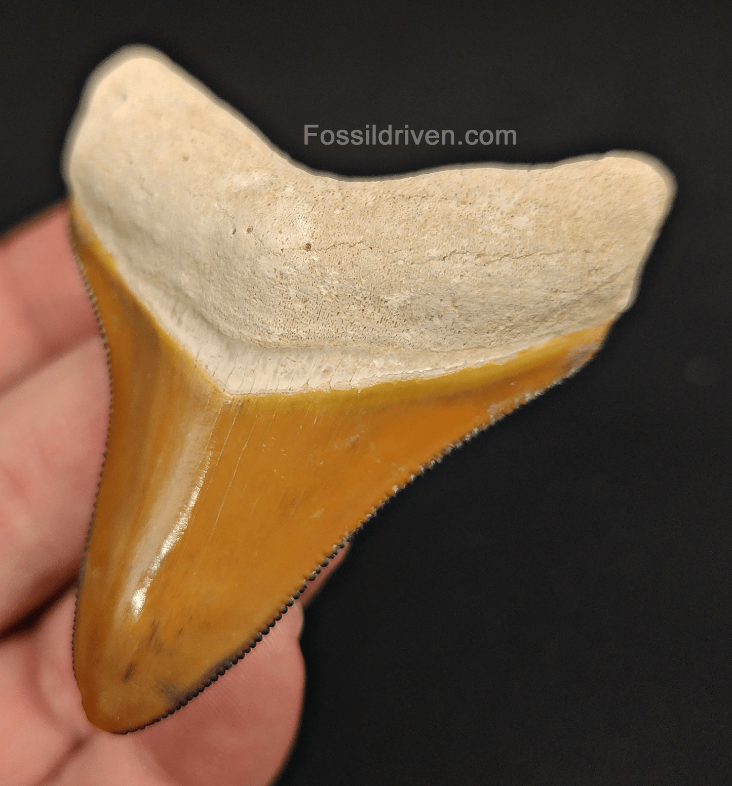 RARE Orange Color 2.50" Megalodon Tooth - Bone Valley - Real Fossil Shark Tooth - Fossil Driven