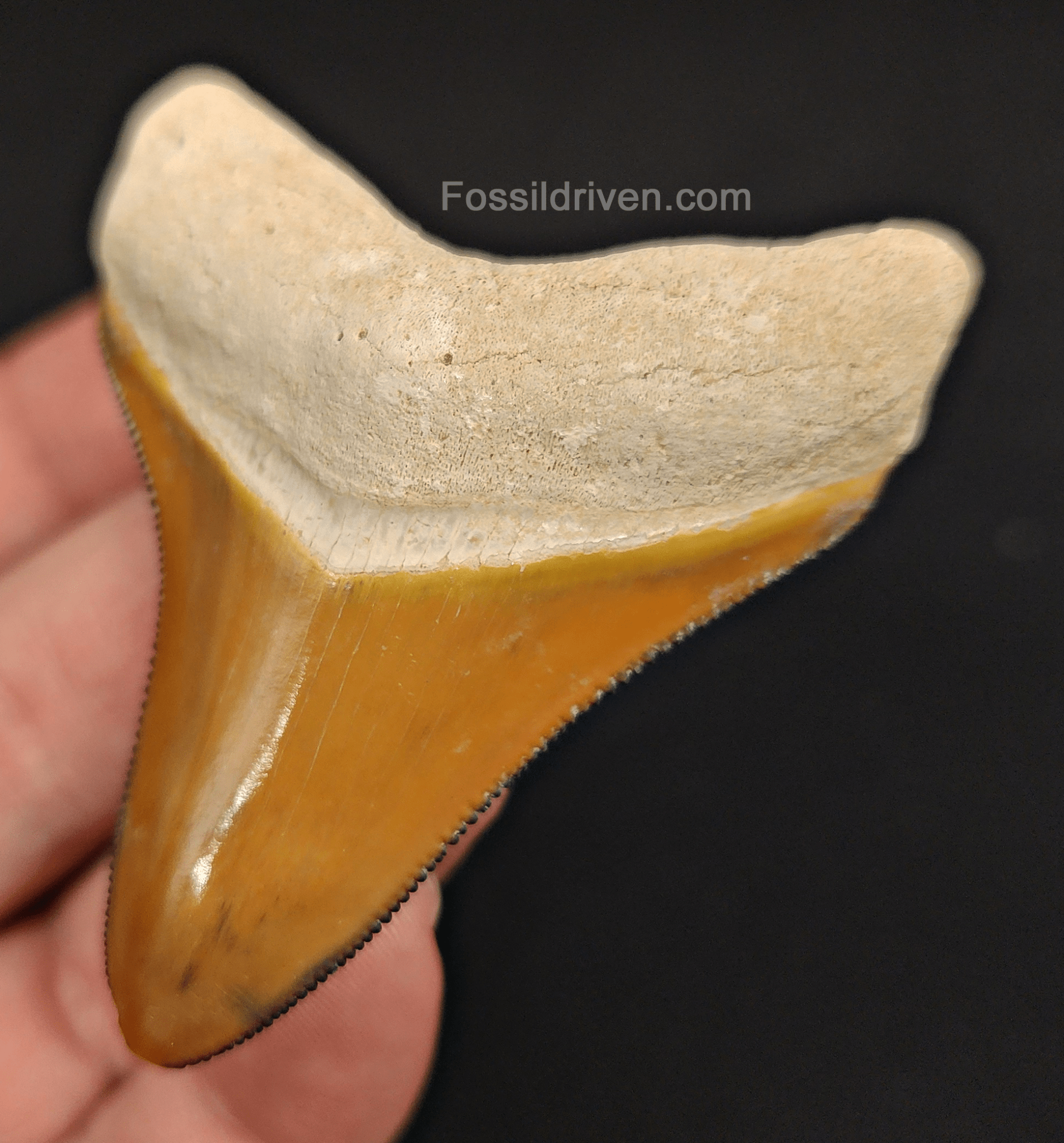 RARE Orange Color 2.50" Megalodon Tooth - Bone Valley - Real Fossil Shark Tooth - Fossil Driven