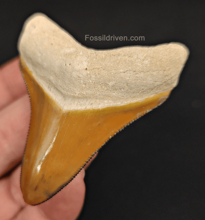 RARE Orange Color 2.50" Megalodon Tooth - Bone Valley - Real Fossil Shark Tooth - Fossil Driven