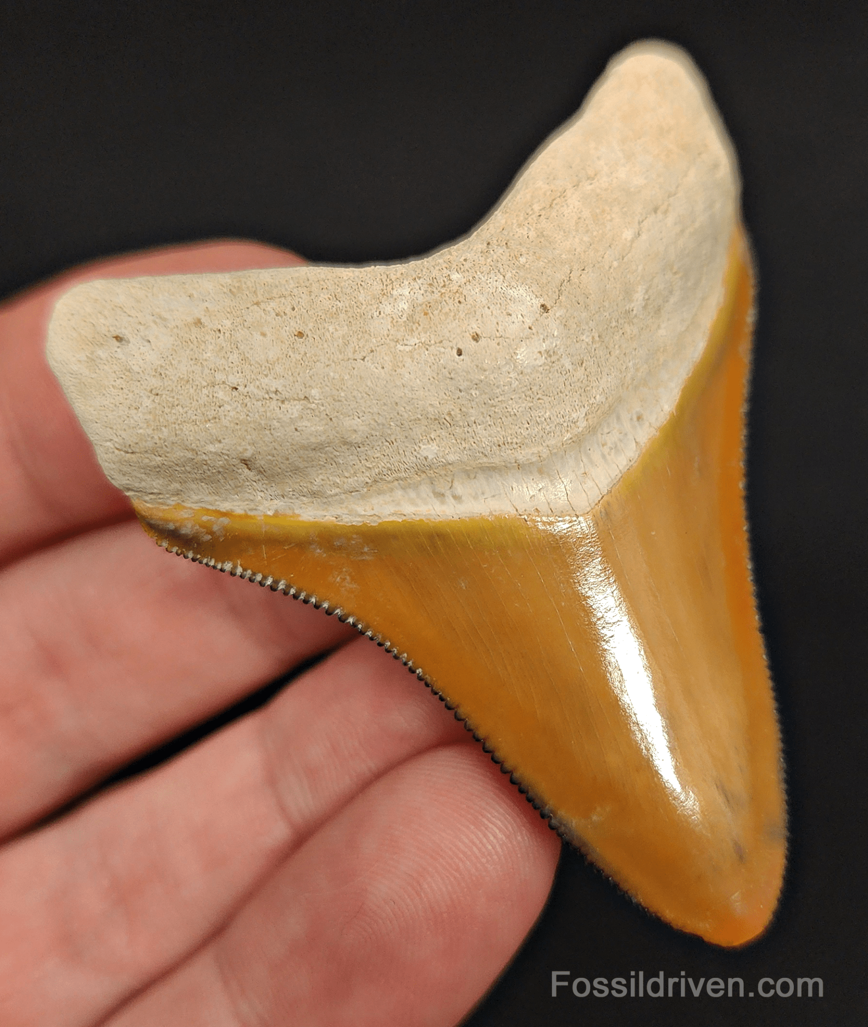 RARE Orange Color 2.50" Megalodon Tooth - Bone Valley - Real Fossil Shark Tooth - Fossil Driven