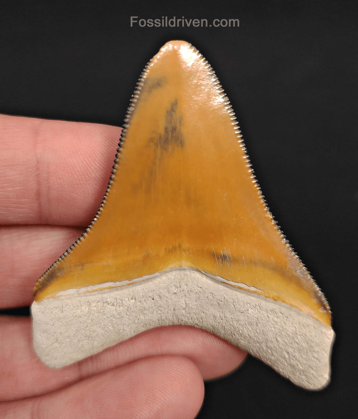 RARE Orange Color 2.50" Megalodon Tooth - Bone Valley - Real Fossil Shark Tooth - Fossil Driven
