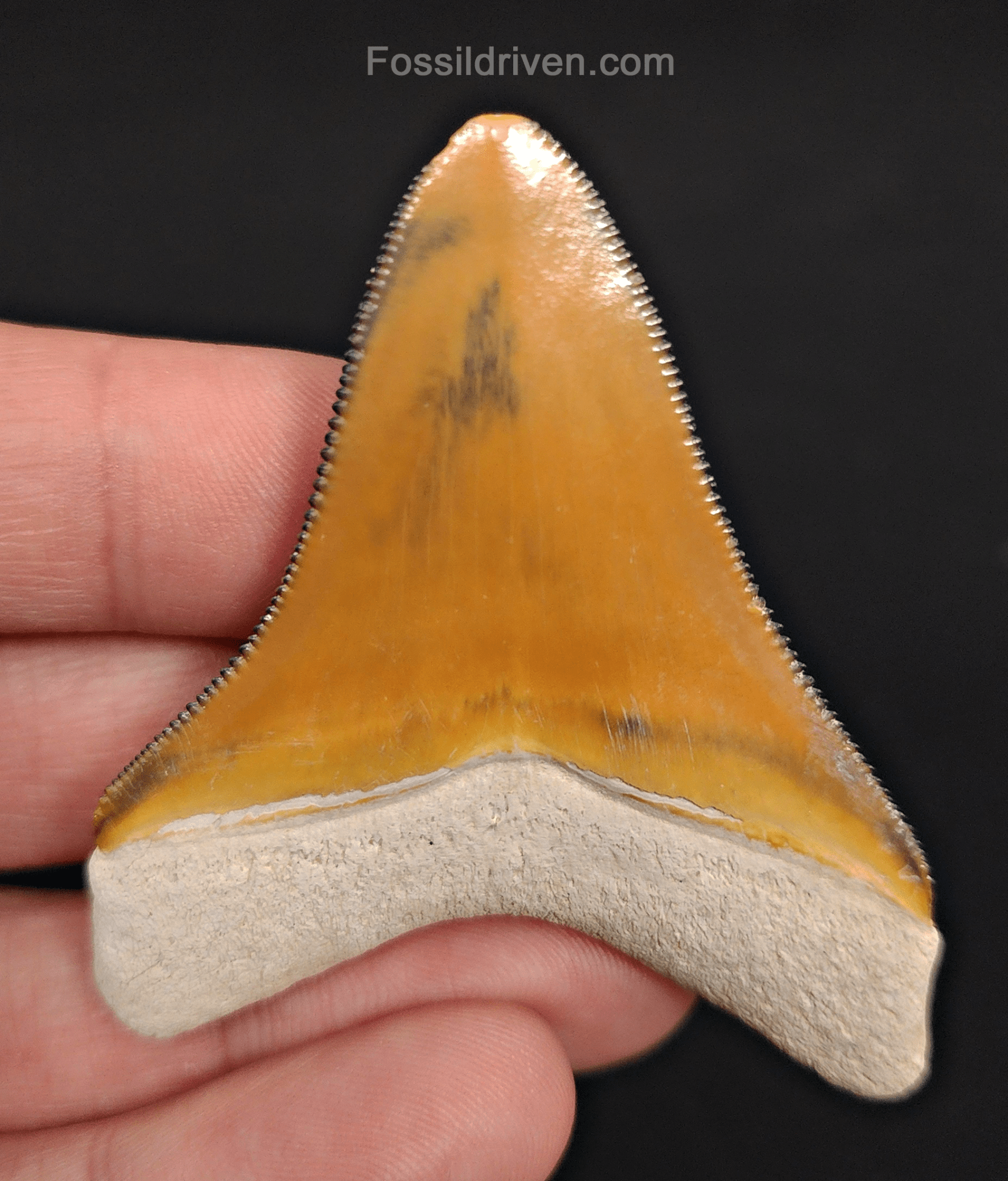 RARE Orange Color 2.50" Megalodon Tooth - Bone Valley - Real Fossil Shark Tooth - Fossil Driven