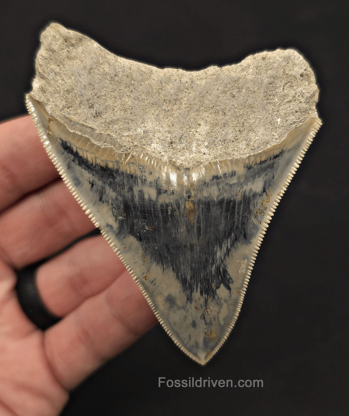 Razor-Sharp, 3.49" Fossil Megalodon Tooth - Java, Indonesia - Fossil Driven