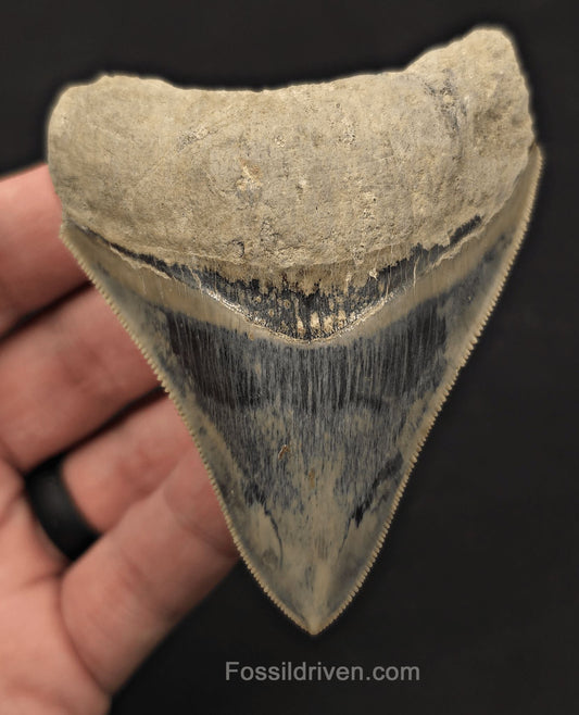 Razor-Sharp, 3.49" Fossil Megalodon Tooth - Java, Indonesia - Fossil Driven