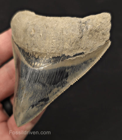 Razor-Sharp, 3.49" Fossil Megalodon Tooth - Java, Indonesia - Fossil Driven