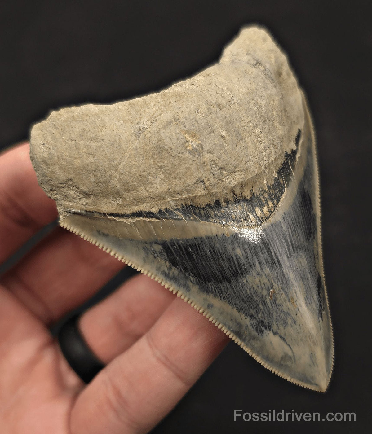 Razor-Sharp, 3.49" Fossil Megalodon Tooth - Java, Indonesia - Fossil Driven