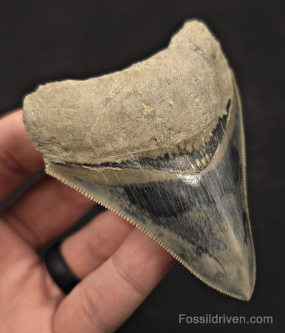 Razor-Sharp, 3.49" Fossil Megalodon Tooth - Java, Indonesia - Fossil Driven