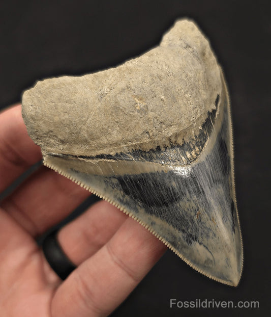 Razor-Sharp, 3.49" Fossil Megalodon Tooth - Java, Indonesia - Fossil Driven