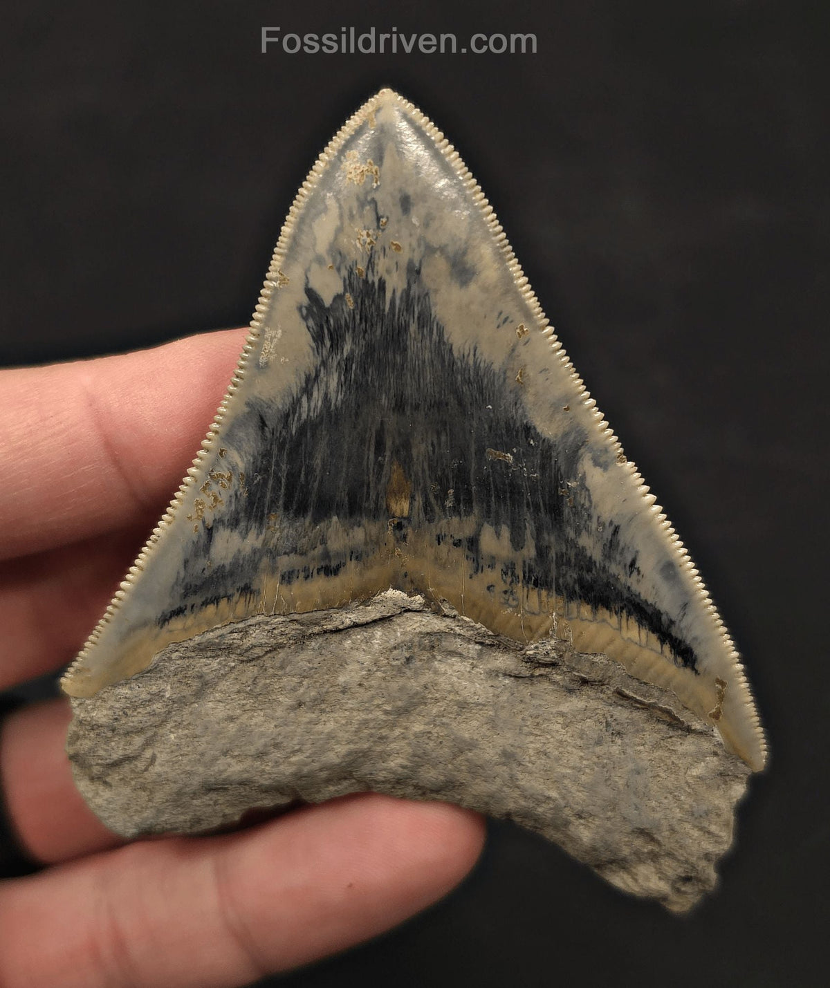 Razor-Sharp, 3.49" Fossil Megalodon Tooth - Java, Indonesia - Fossil Driven