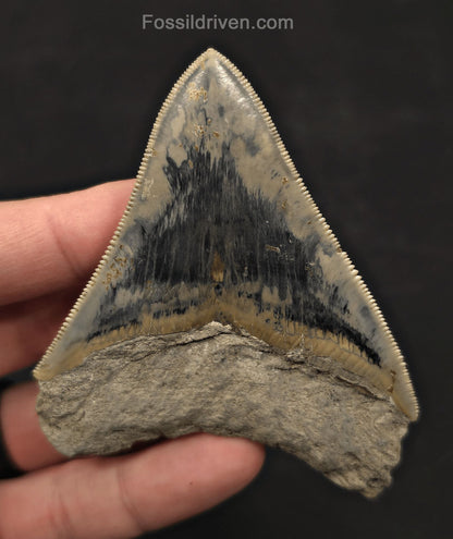 Razor-Sharp, 3.49" Fossil Megalodon Tooth - Java, Indonesia - Fossil Driven
