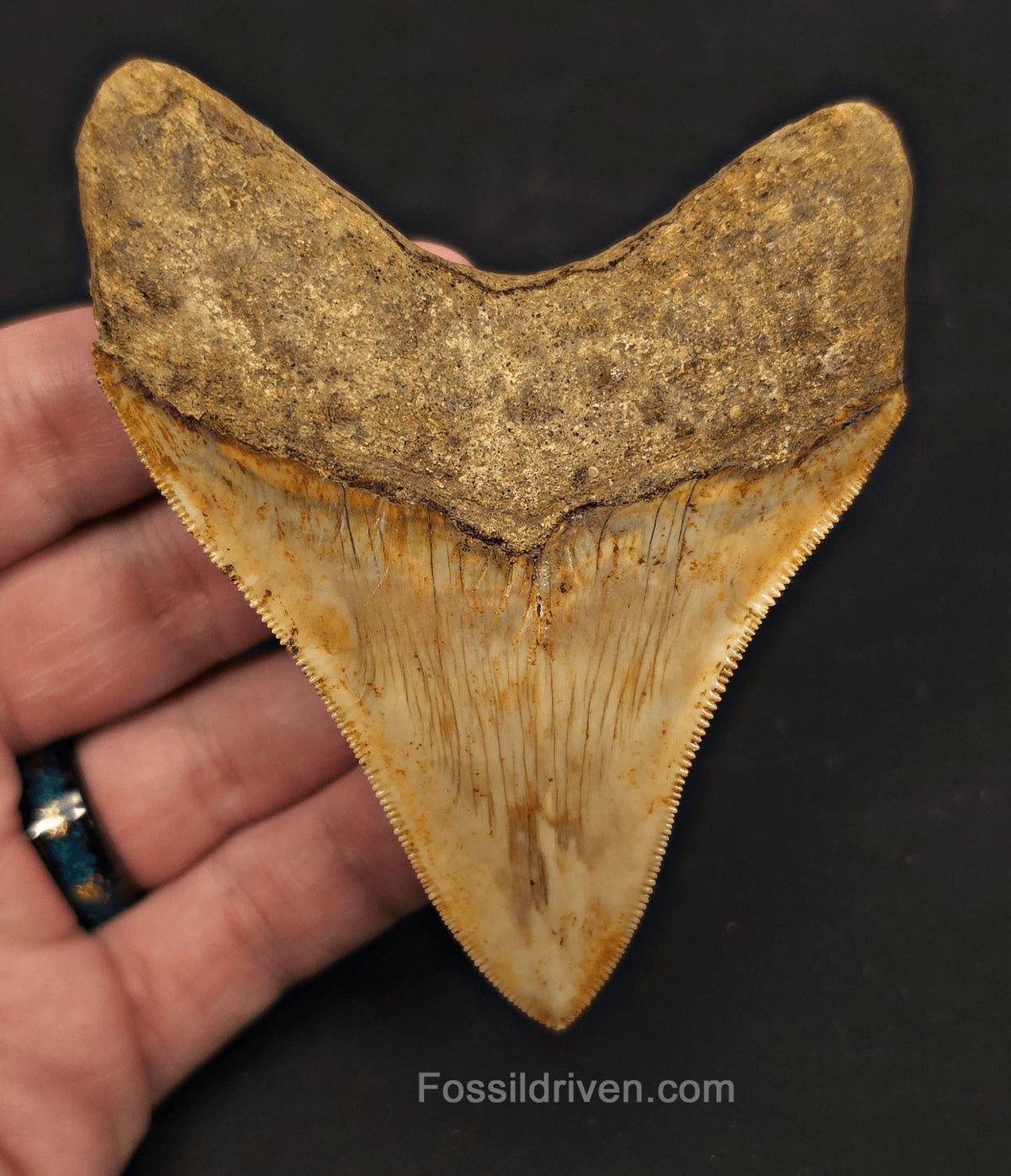 Razor-Sharp, 3.84" Fossil Megalodon Tooth - Java, Indonesia - Fossil Driven