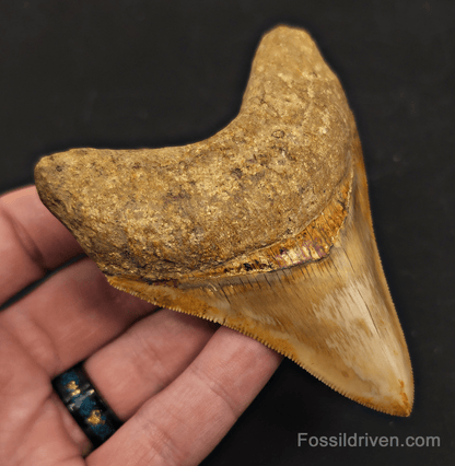 Razor-Sharp, 3.84" Megalodon Tooth - Java, Indonesia - Fossil Driven