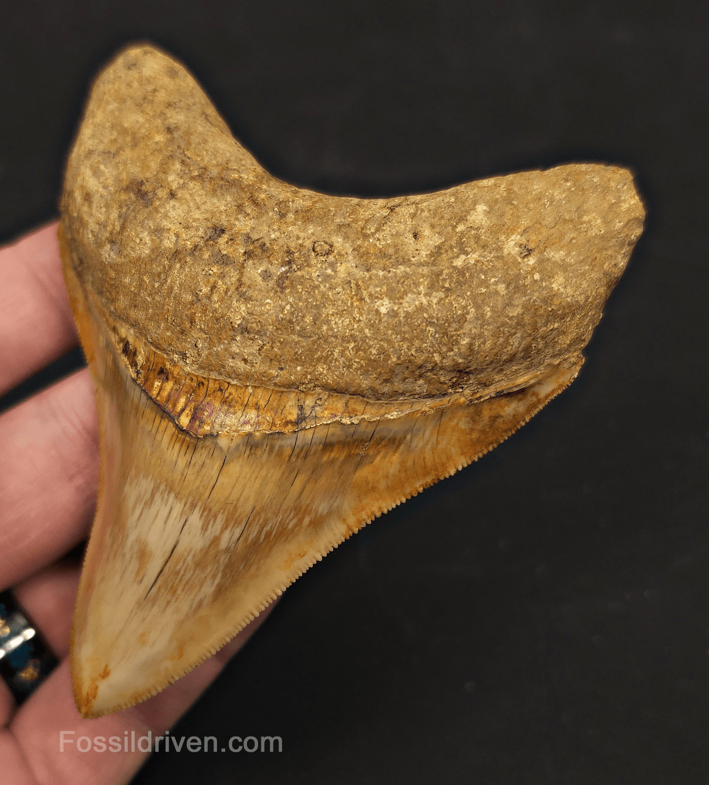Razor-Sharp, 3.84" Megalodon Tooth - Java, Indonesia - Fossil Driven